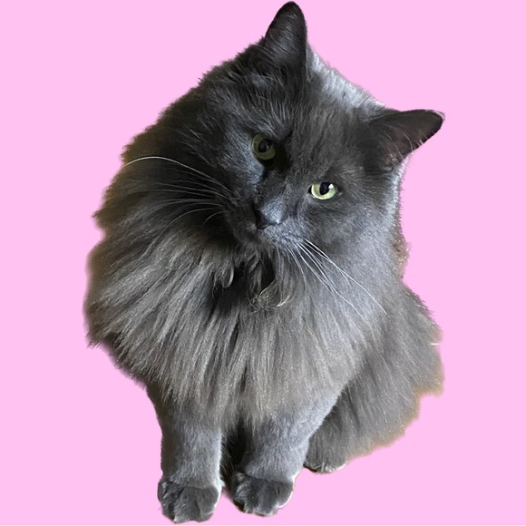 Meet your Posher, Victoria - Picture 1 of 1